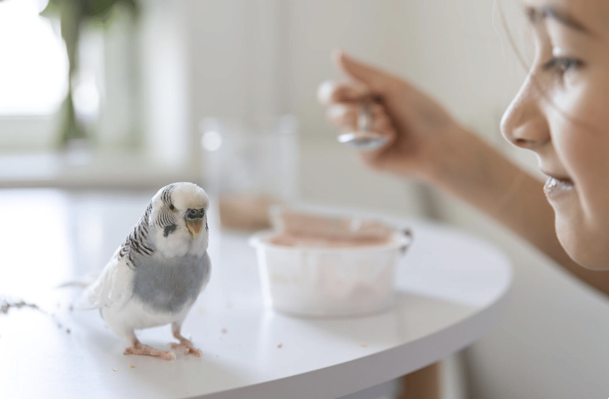 ilustrasi memelihara burung